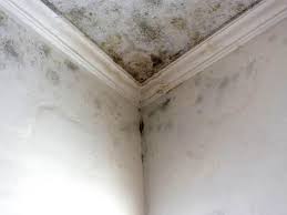 Environmental Consulting for Mold Prevention in Waterville, ME